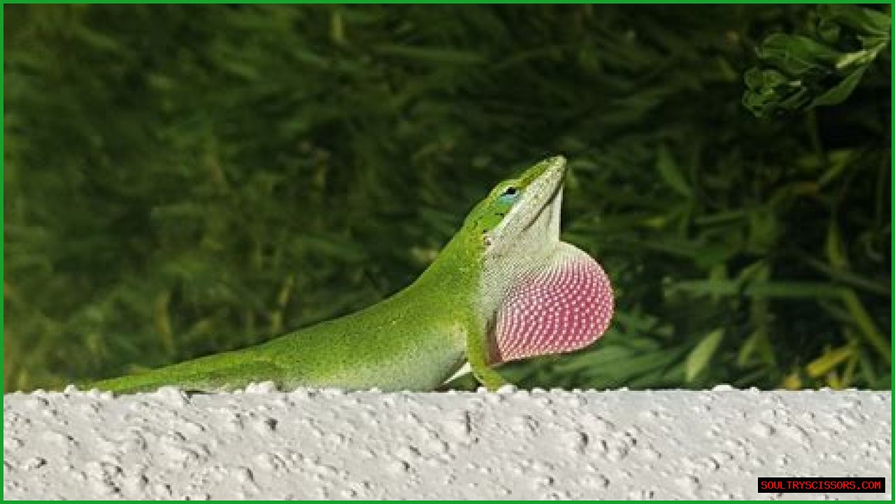 Are Green Anole Lizards Good Pets?