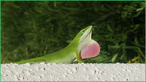 Are Green Anole Lizards Good Pets?