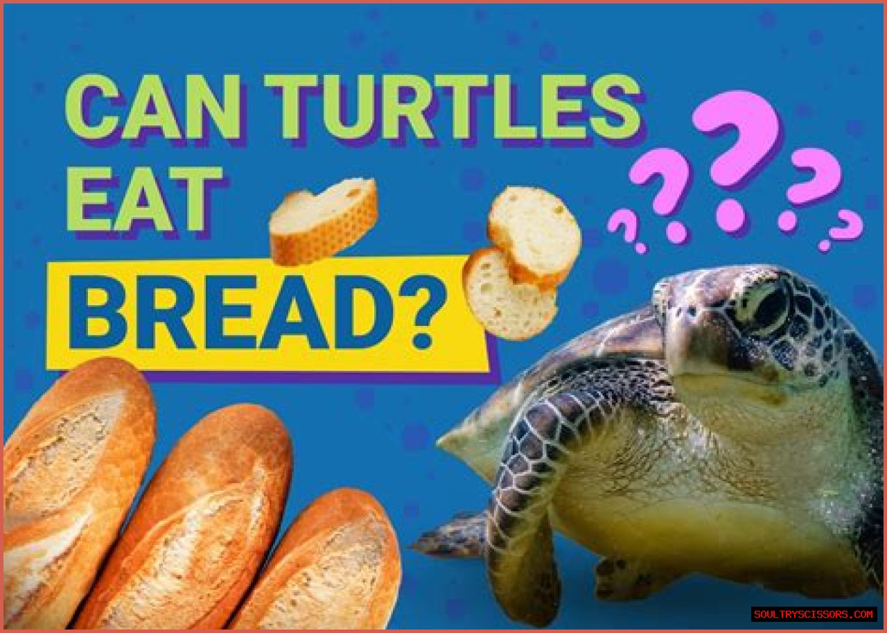 Can Turtles Eat Bread? - Kylon Powell