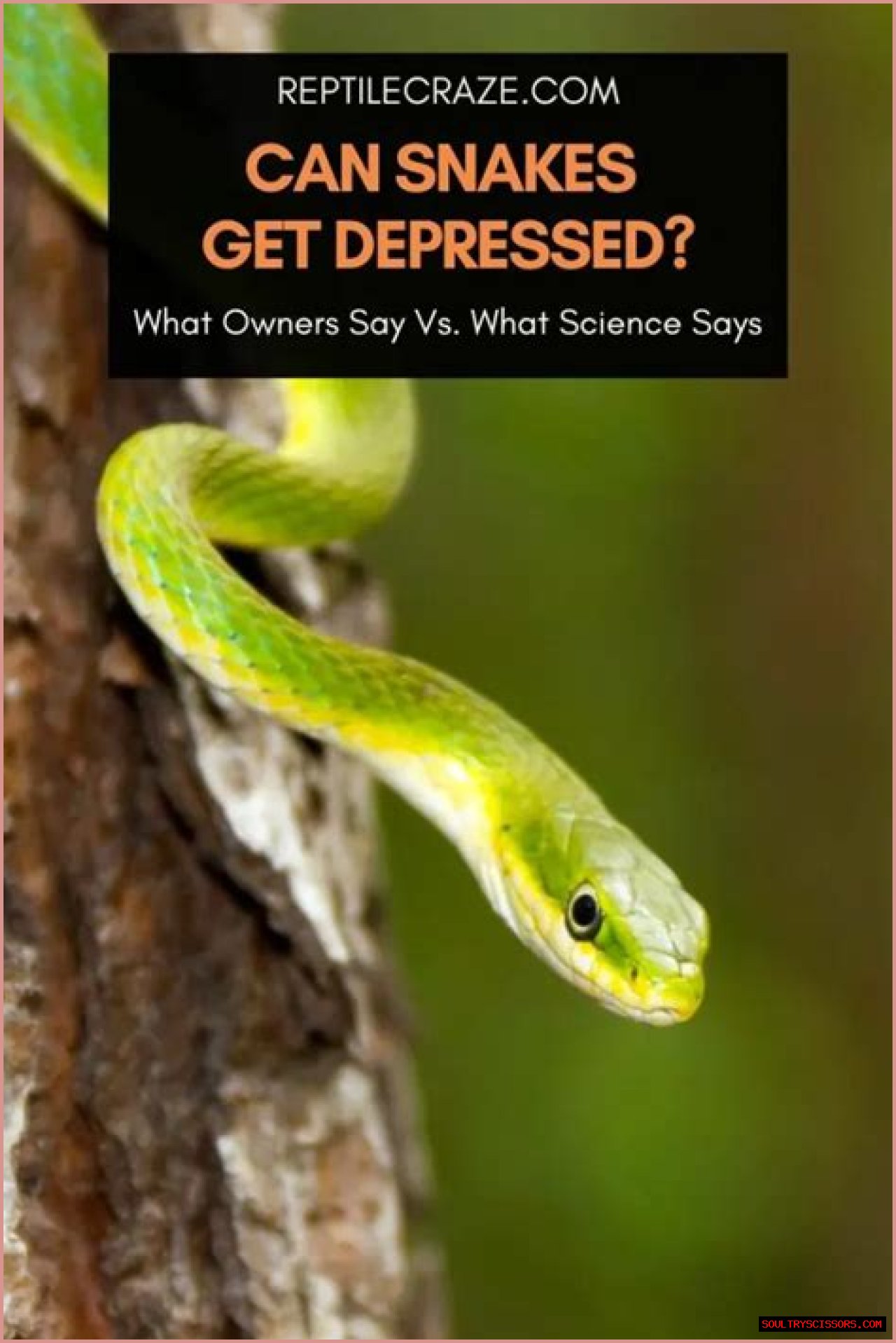 Do Snakes Get Sad? - Kylon Powell