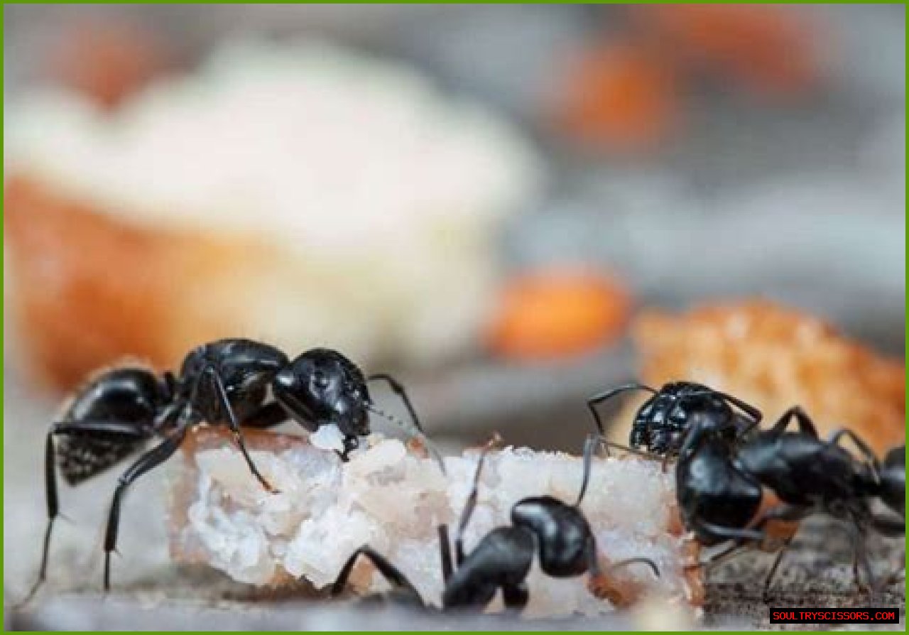 How Do You Get Rid Of Ants In Your Car?