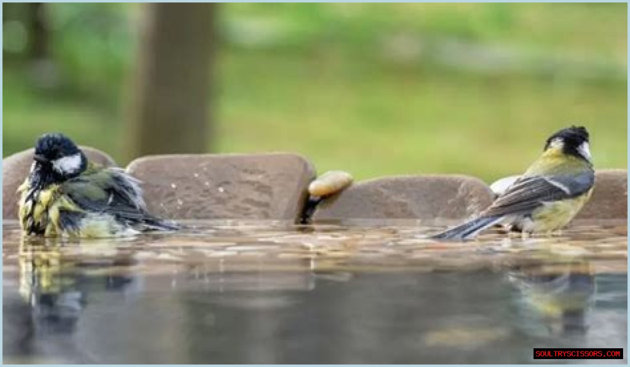 How Long Can A Bird Go Without Food?