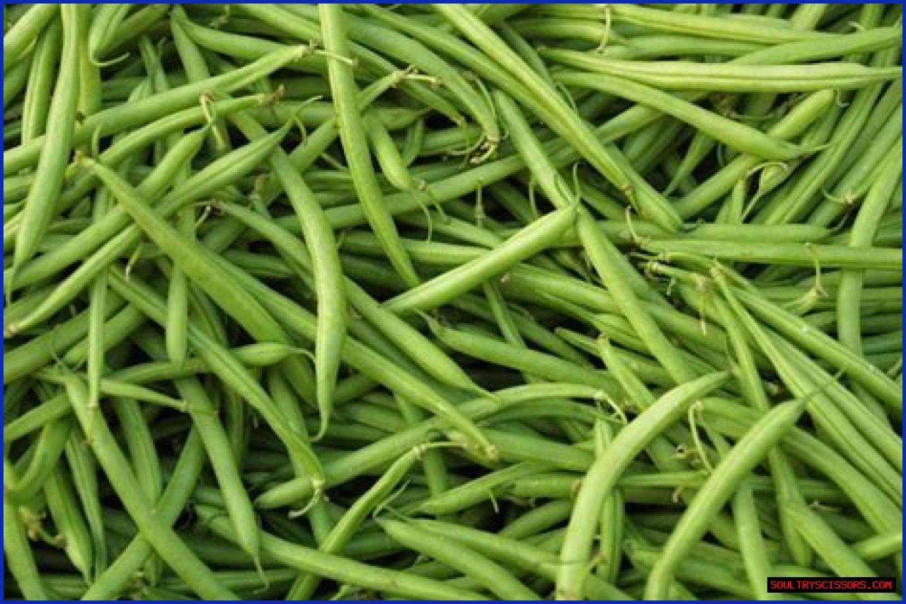 How Many Cups Of Green Beans In A Can?
