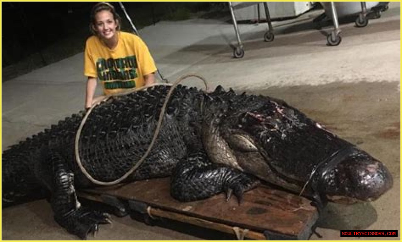 How Much Is A 12 Foot Alligator Worth?
