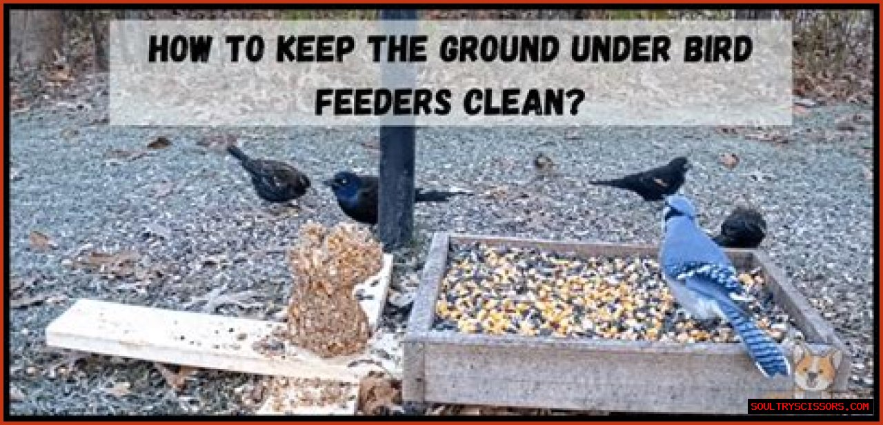 How To Keep Ground Under Bird Feeders Clean?