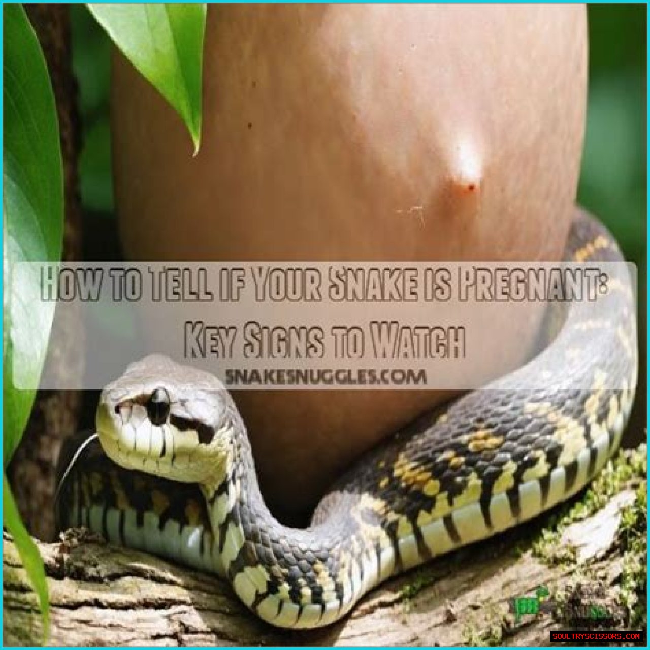 How To Tell If A Snake Is Pregnant?