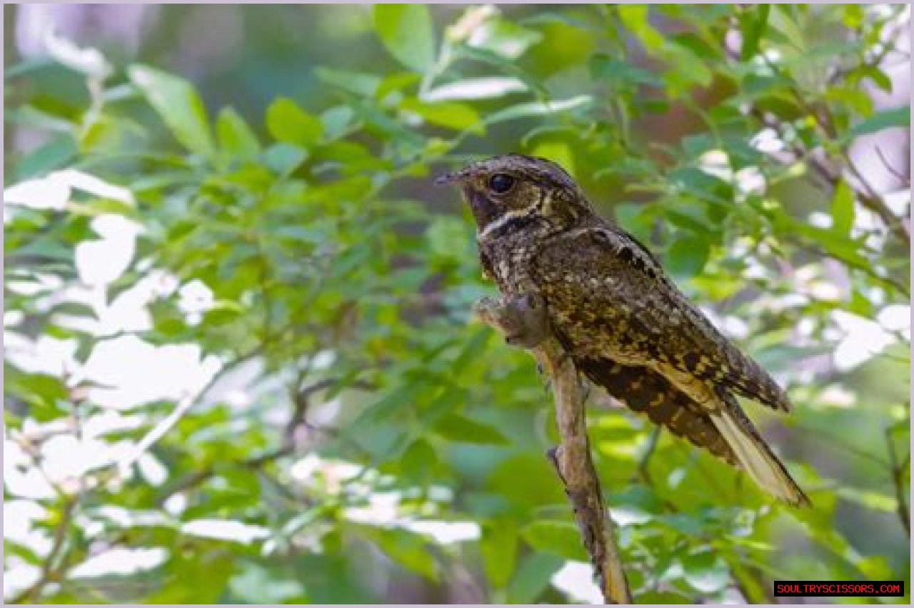 What Bird Sounds Like A Whippoorwill?