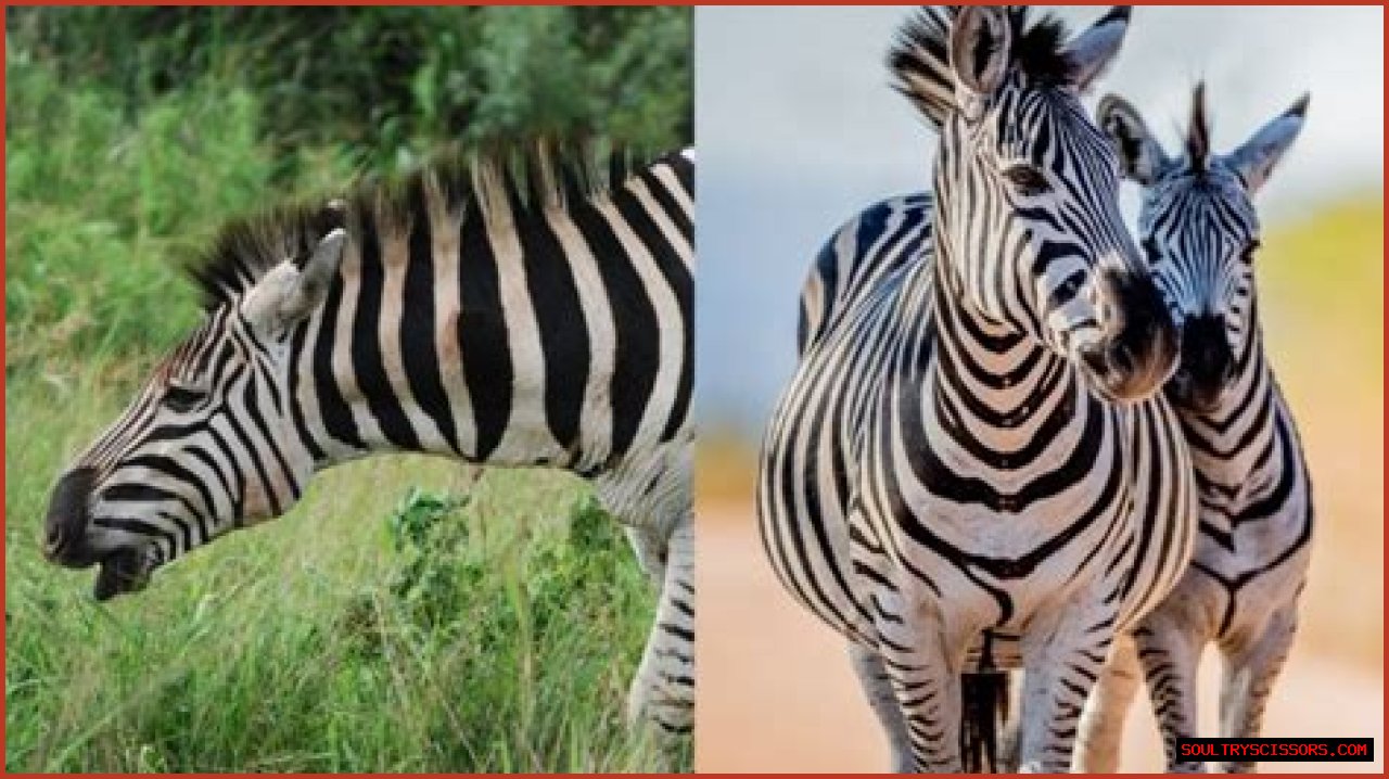 What does a zebra sound like?