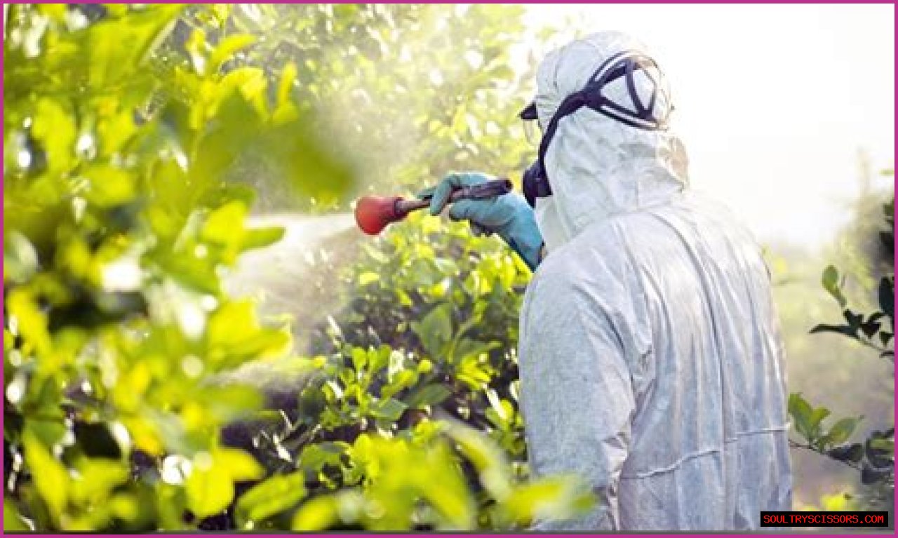 What happens if it rains after spraying Roundup?